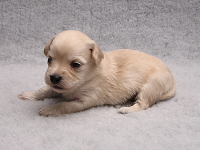 Bichon Havanais hvalpe fra Kennel Miki Nanoq
